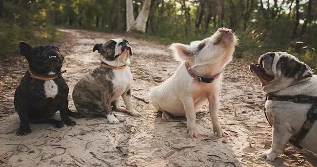 This Pig Is Convinced She Is A Puppy, Does Everything Like A Dog