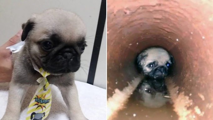 Finally, Puppy Spent 6 Hours Stuck inside a Pipe has been Rescued..