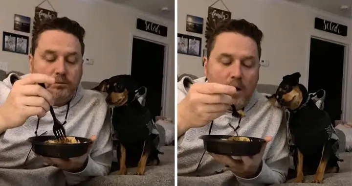 This Tiny Dog Is The Master Of Begging With 100% Success Rate