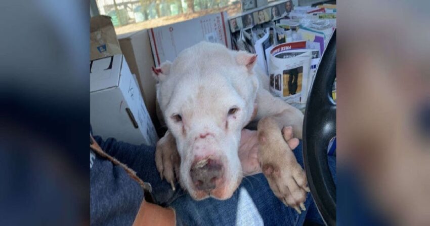 Dog Was Thrown Out In Extreme Temperatures For Being “Old & Useless”