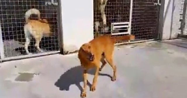 Dog Locked Up At A Shelter For 9 Years Suddenly Realizes He Has Been Adopted