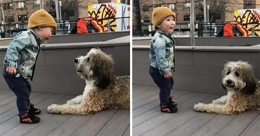 Toddler Meets Dog For The First Time And The Expression On His Face Says It All