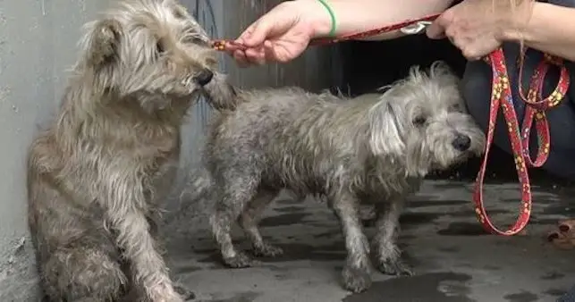 Two Abandoned Dogs In Sewer Cry For Help Until Some Kids Hear Them