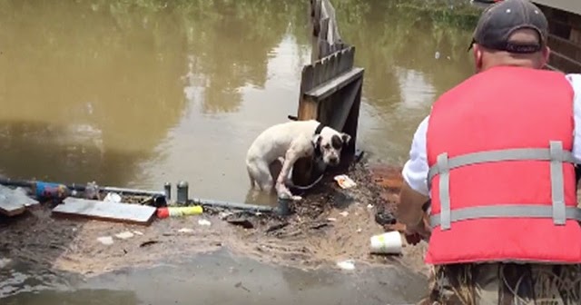 Rescue Two Dogs Left Alone On Flooded Streets For 16 Hours