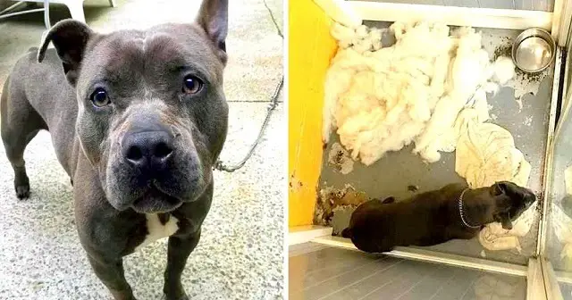 Uncaring Owner Dumps Dog At Groomer, She’s Been Waiting 3 Yrs In Dingy Basement