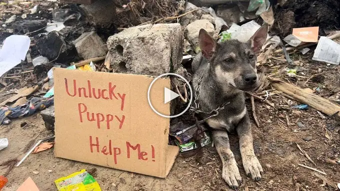 Unfortunate puppy with the plea: “Assist me, please!”..