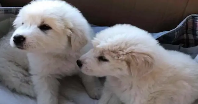 Pups Were Found Abandoned In A Box, Unable To Move From Horrific Parasite