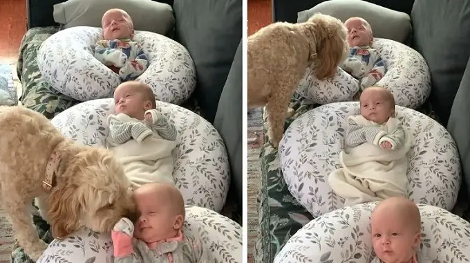 Video Of Dog Gently Kissing 2-Month-Old Triplets Delights The Internet With Cuteness Overload