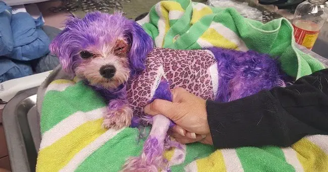 Violet Nearly ԀieԀ From Injuries Caused By Human Hair Dye