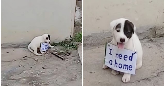 Vulnerable Puppy Alone On Vacant Street And Dragged A Sign Around His Little Neck