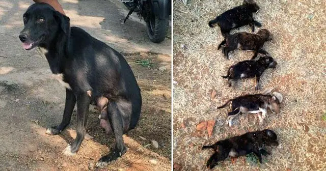 Woman K.i.l.l.s 8 Puppies In Front Of Their Mother “To Teach Her A Lesson”