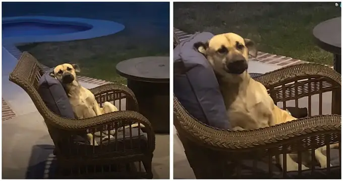 Woman Wakes Up To S.t.r.a.y Dog Lounging On Patio Chair And Wagging His Tail Happily