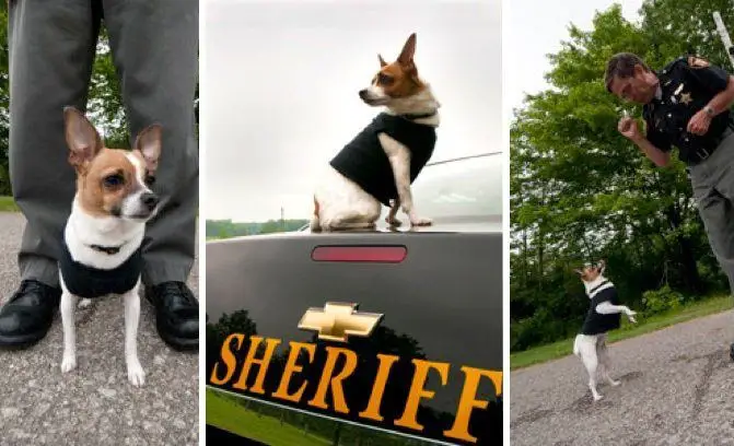 Heartbreaking Loss: Retired Sheriff and His Loyal K9 Partner Pass Away Hours Apart