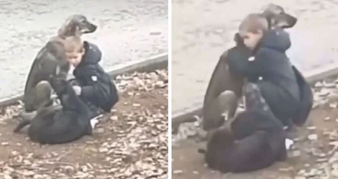 Young Boy Stops And Gives S.t.r.a.y Dogs Warm Embrace, Thinking That No One’s Watching