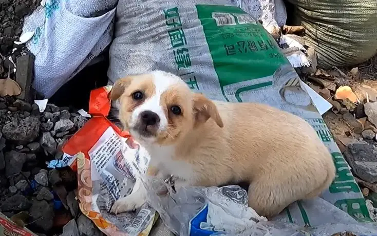 Video: Rescued ᴀ sᴛʀᴀʏ ᴘᴜᴘᴘʏ eating roadside garbage, it seems that ᴛʜᴇ ᴅᴏɢhas been wandering for many days