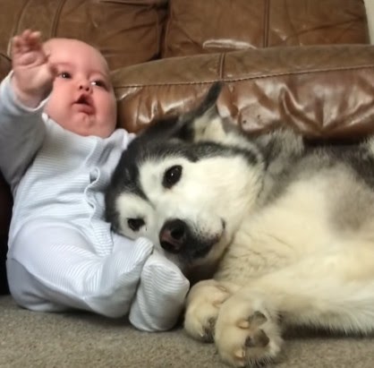 From First Meeting to Best Friends: A Heartwarming 4-Year Journey of a Husky and a Baby