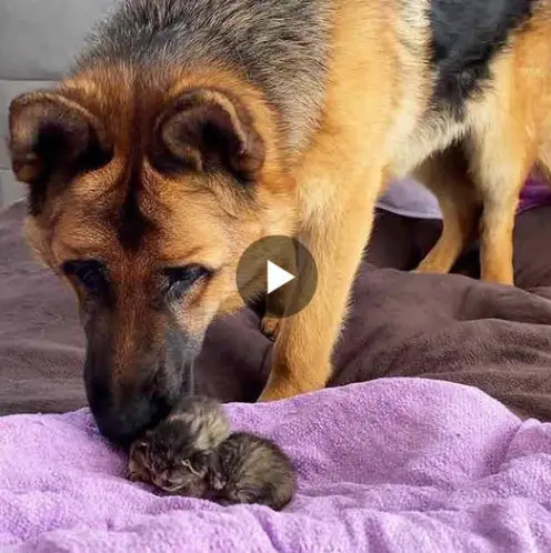 German Shepherd Dog becomes surrogate parent for newborn kittens and melts hearts with his affectionate and protective nature towards them, bringing comfort to their mother