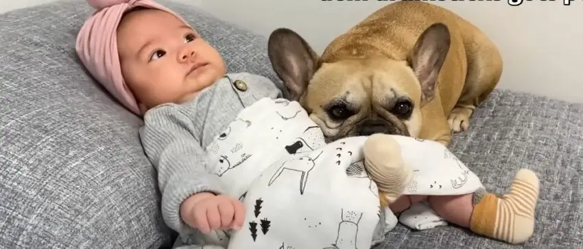 Our Dogs’ Heartwarming Reaction to Meeting Our Newborn Baby Will Melt Your Heart