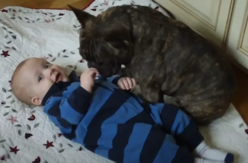 Cute and Comical: Watch Remmi the French Bulldog and His Little Brother’s Adorable Interaction!