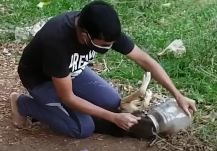 Hero rescues over 25 dogs with plastic bottles stuck on their heads