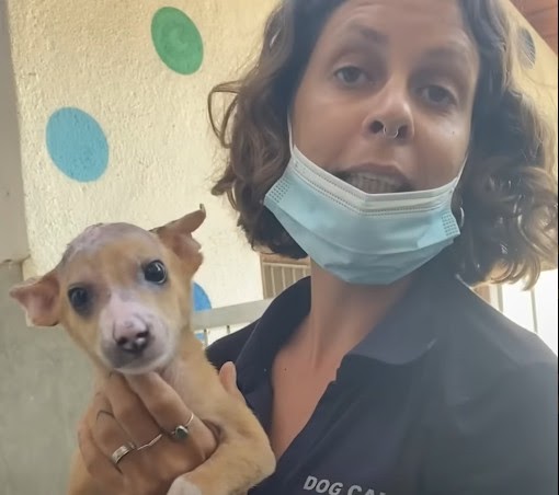 Heartwarming Moment: Abandoned Street Puppy Finds Love and Security in New Owner’s Arms