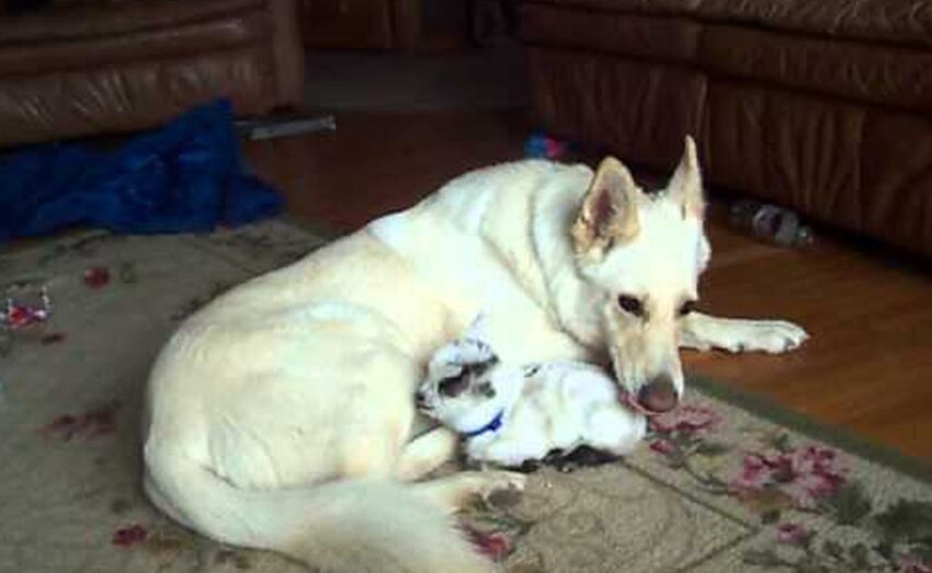 German Shepherd’s Heartwarming Reaction to Meeting New “Best Friend” Will Make You Smile