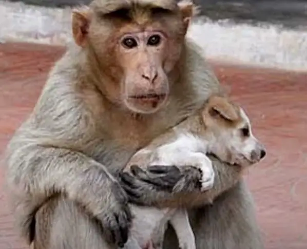 Helpless Stray Puppy Finds New Home With Loving Monkey