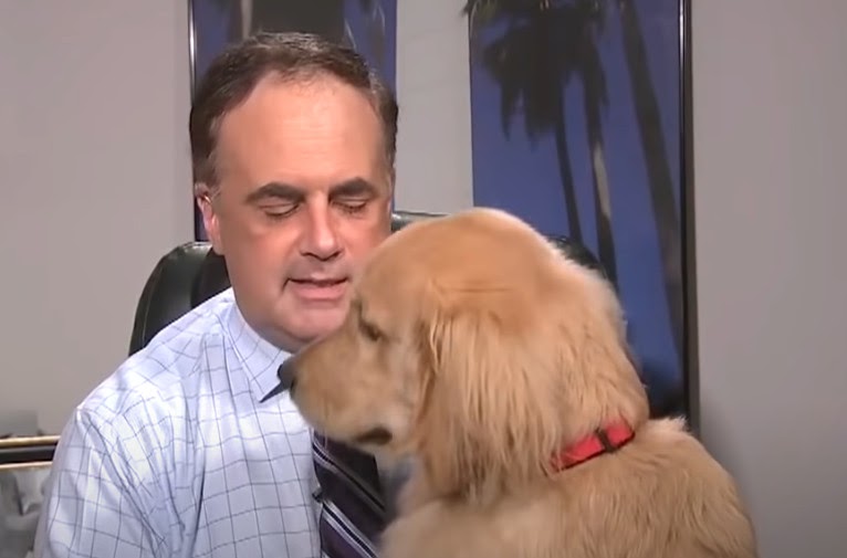 Hilarious Moment: Golden Retriever Steals the Show During Live Weather Report