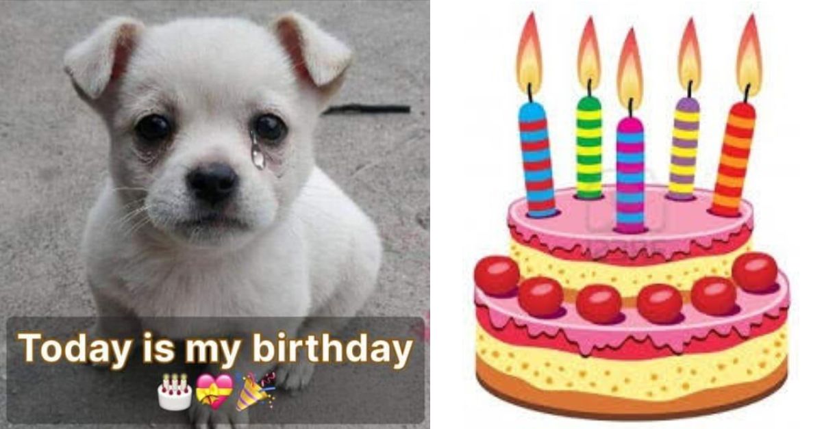 Little dog Peti was cruelly abandoned on his birthday, please send him your best wishes