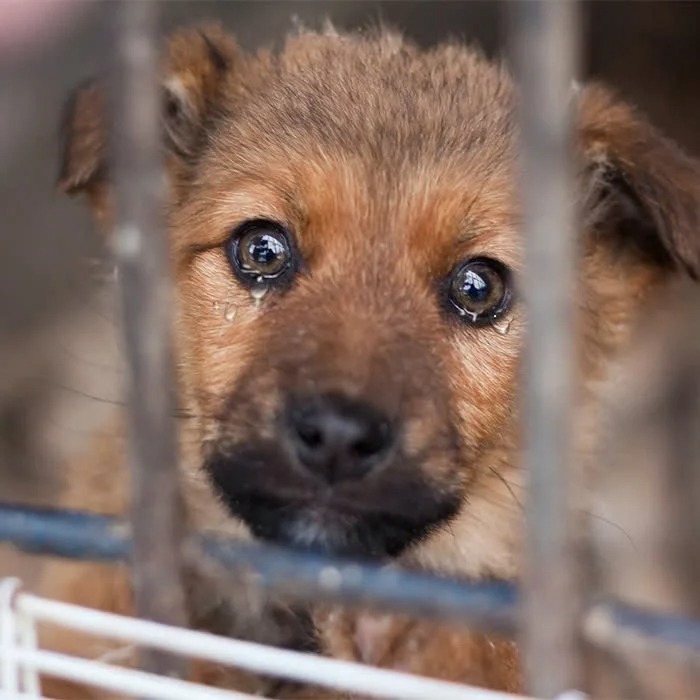 I used to be a dog with a complete family but today I have to spend my first birthday in a shelter. Just because I’m sick, my parents don’t want to keep me anymore