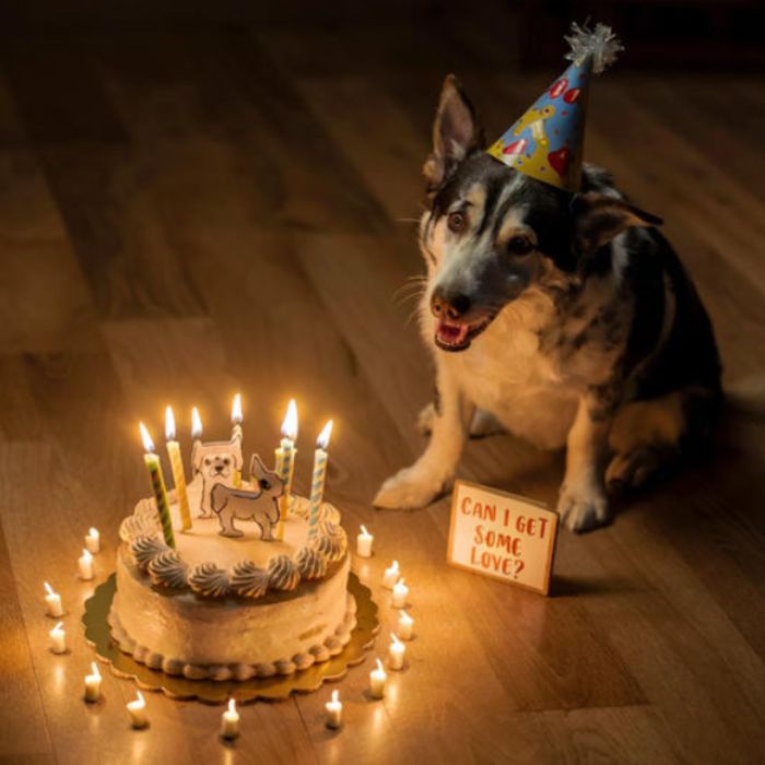 First birthday after 9 years in the rescue camp, can Herry get some love