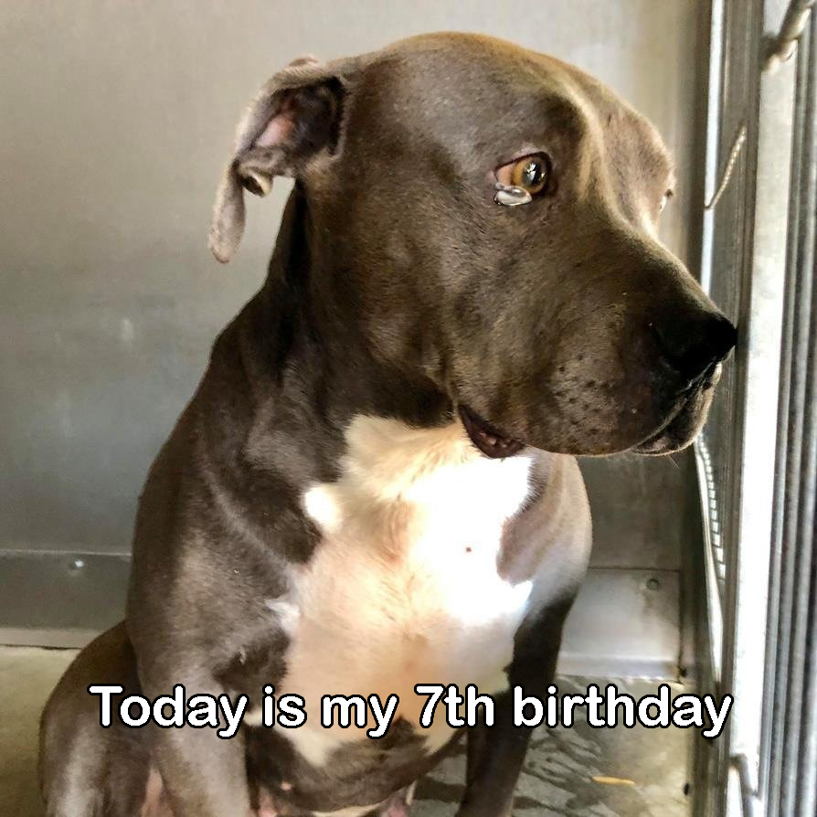 I cried because today is my 7th birthday but no one has come to adopt me yet