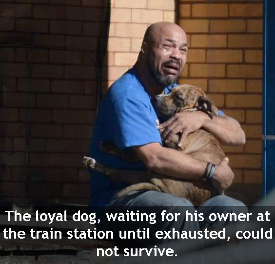 Loyal dog exhausted to death waiting for owner at train station