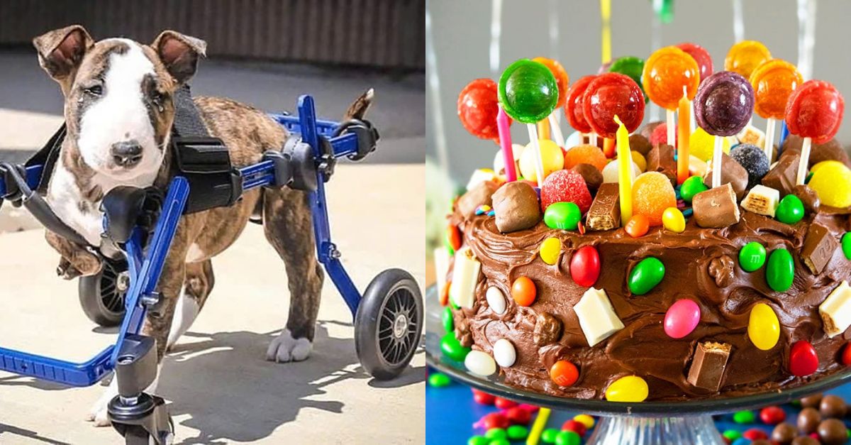 A birthday cake full of sweets is this disabled dog's dream