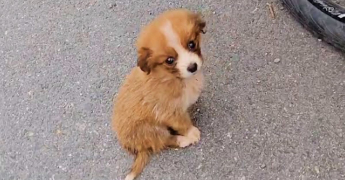 A stray puppy met a cyclist on a tough journey and wanted to join him