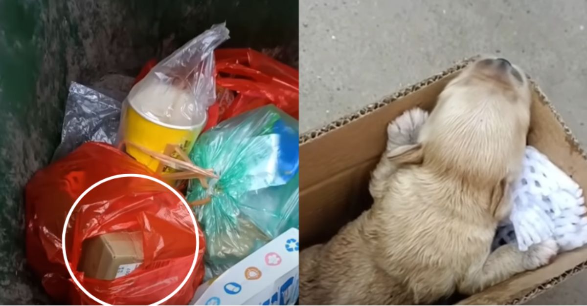 Abandoned Newborn Puppy Rescued After Heartbreaking Cries for Its Mother