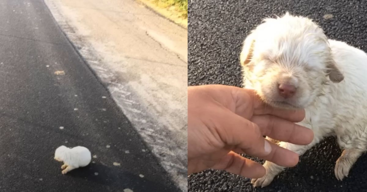 Abandoned Newborn Puppy on ‘Lonely’ Road Found Her Angel