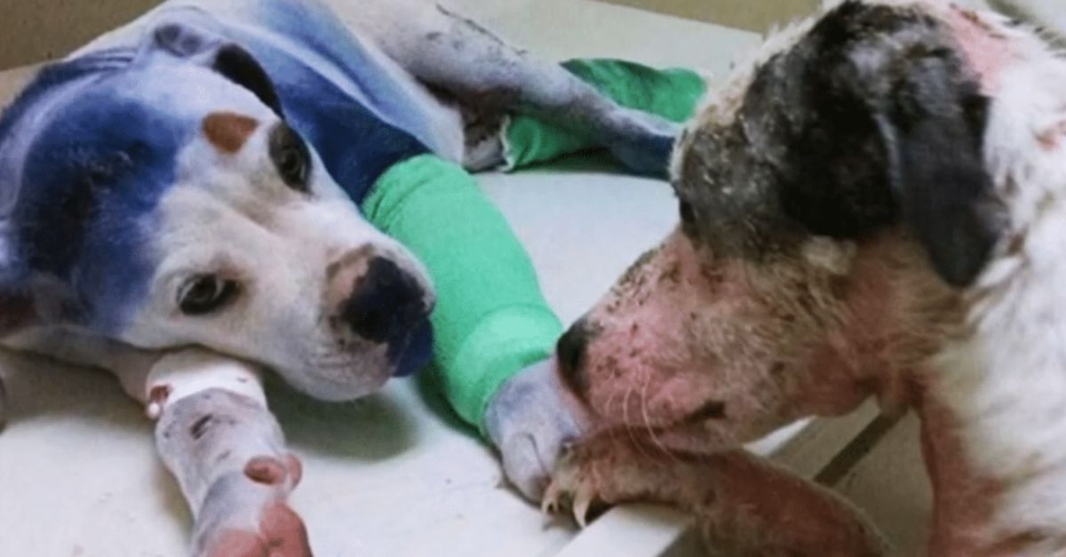 Abused Dog Soothes New Neglected Puppy at Shelter