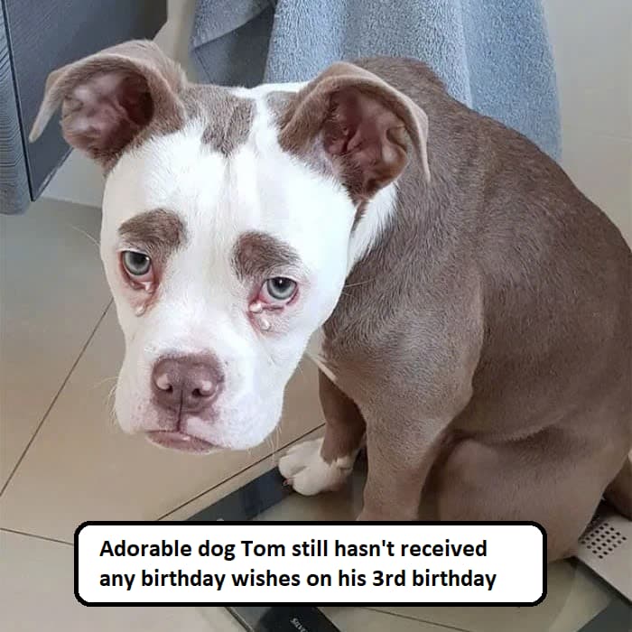 Adorable dog Tom still hasn't received any birthday wishes 