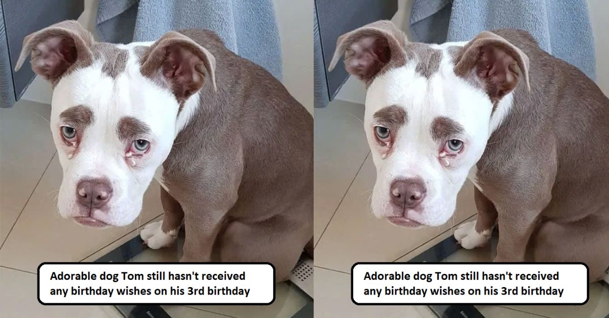 Adorable dog Tom still hasn’t received any birthday wishes on his 3rd birthday