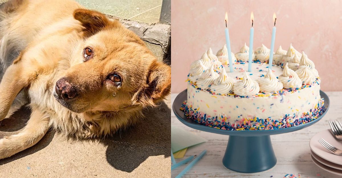 Andy's birthday was a sunny day but this poor dog had no home to return to