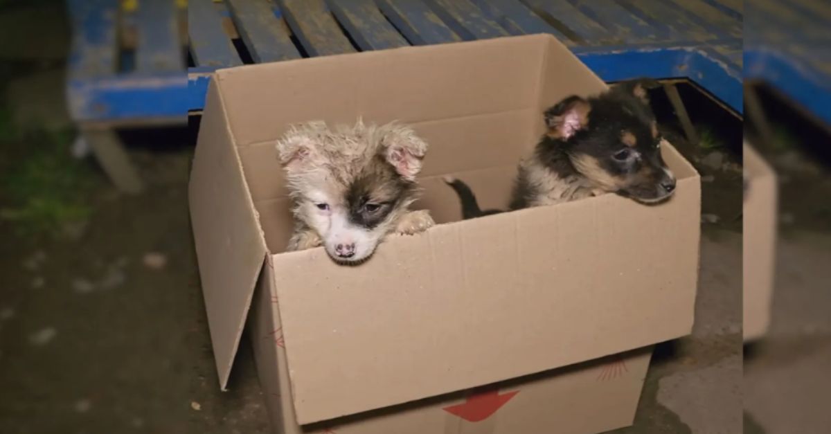 Bus Driver Stopped After Seeing ‘Something’ Poking Out of the Cardboard Box