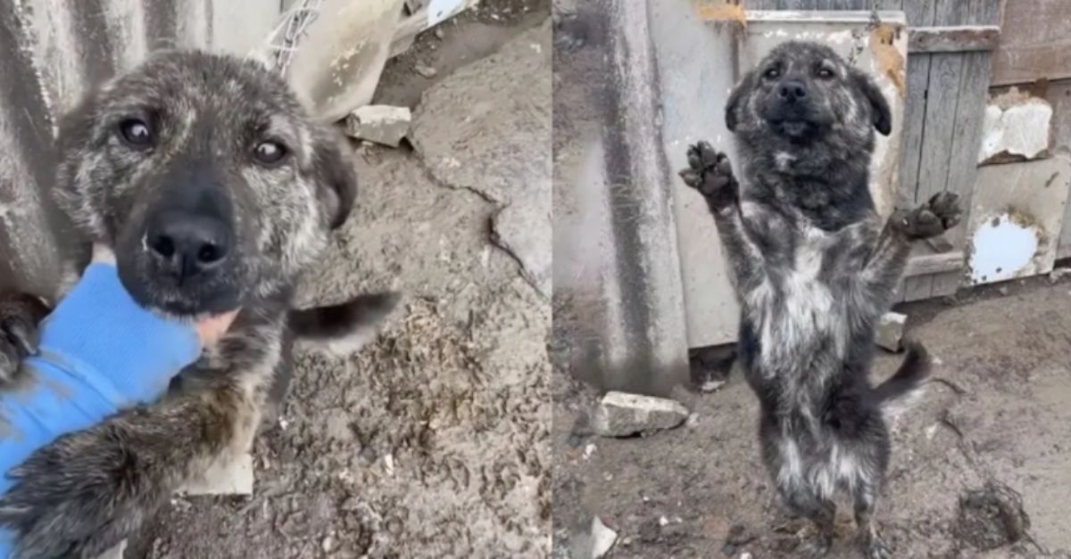 Dog Abandoned In Cold Clings To Helper's Hand Despite Being Chained