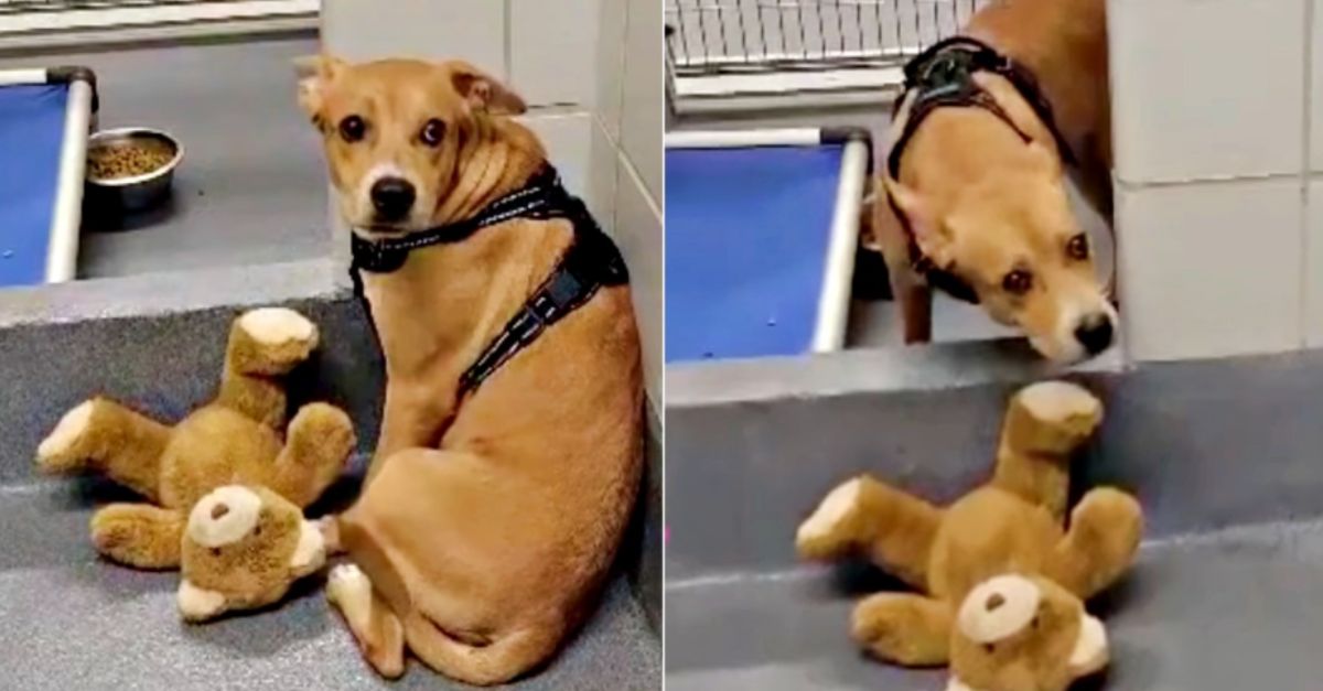 Dog Holds On To ‘Support’ Bear From Past Home During Shelter Turmoil