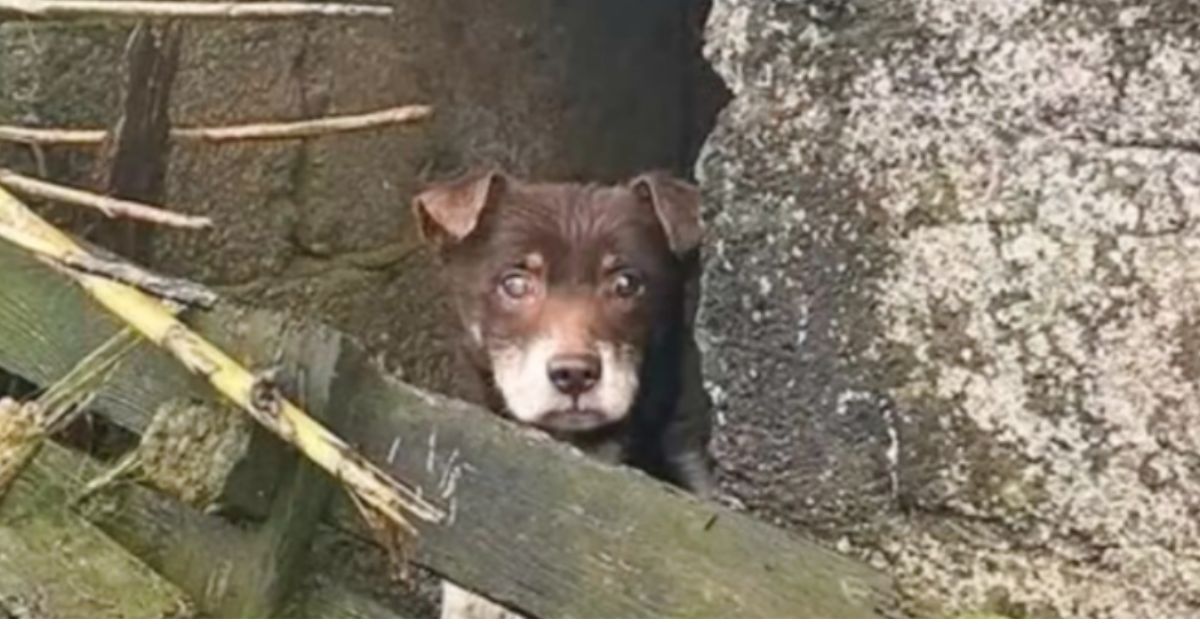 Dog Trapped Among Pallets Hopes They're Here For Him