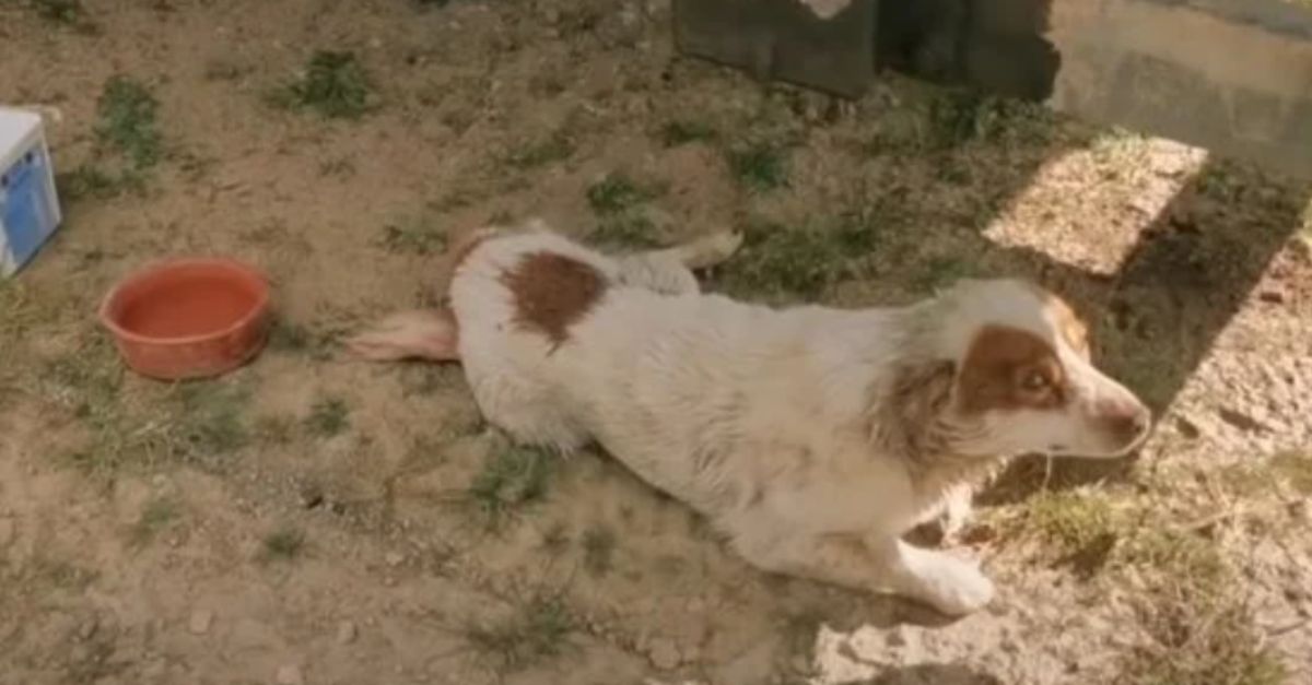 Dog gazed up with pleading eyes, unable to move on his own