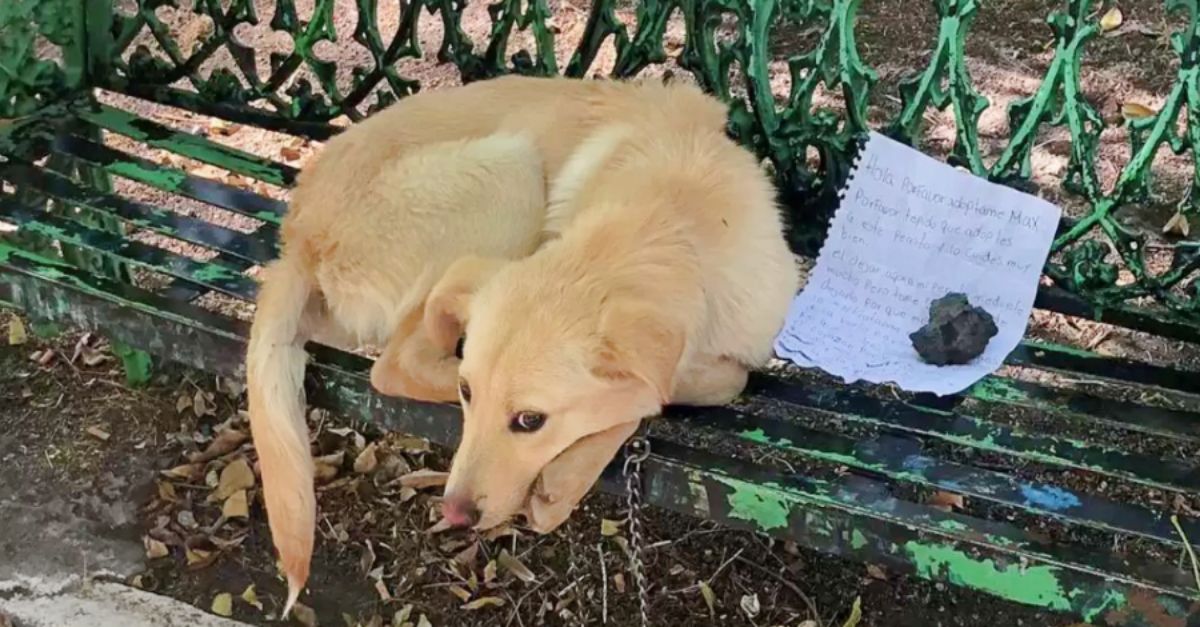 Dog on Bench with Child’s Note Still Waiting for Wishes to Come True