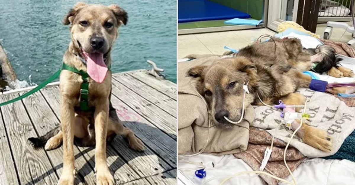 Emaciated Rescue Dog, 'Literally a Skeleton,' Finds a Home with the Vet Who Saved Him