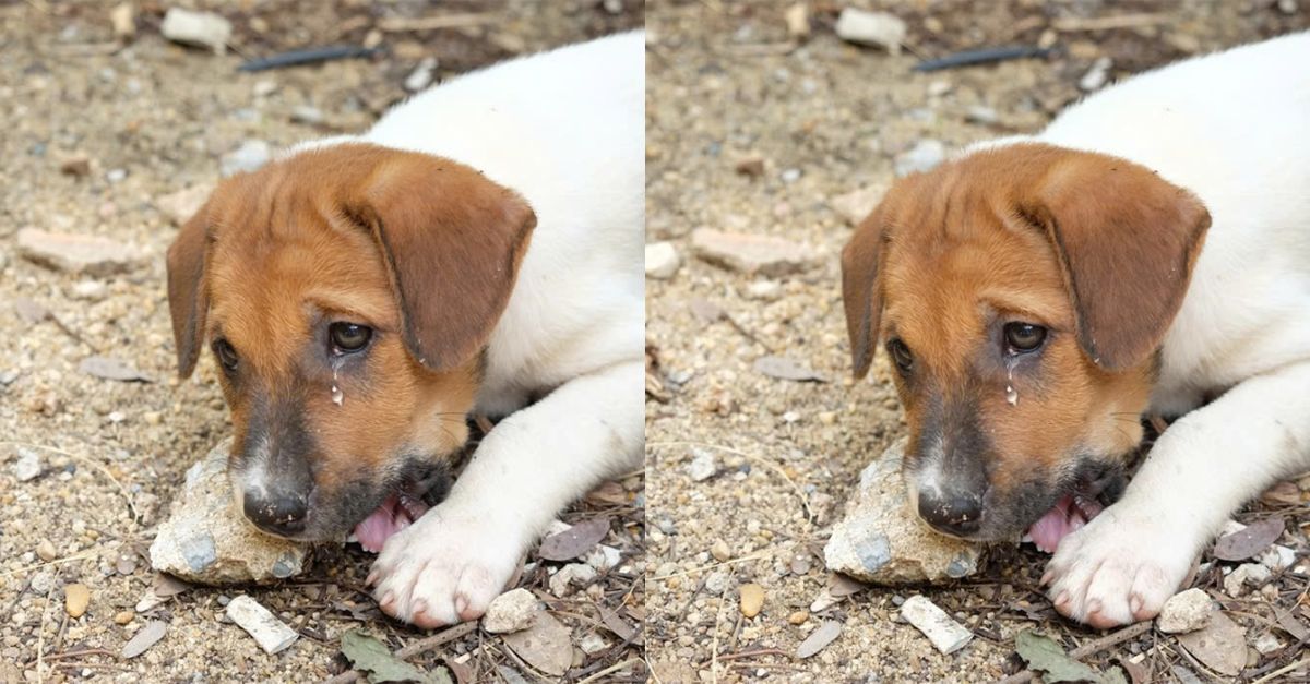 Fin Doesn't Even Have Food - This 4-Year-Old Homeless Dog Needs Love