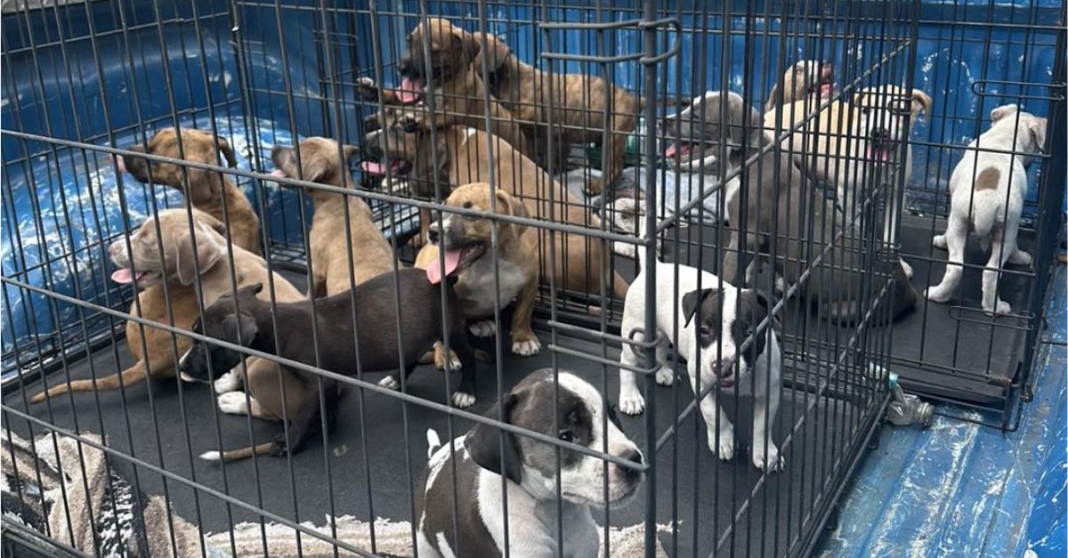 Florida Rescue Saves 16 Abandoned Puppies Covered in Fleas, Scrapes, and Scars